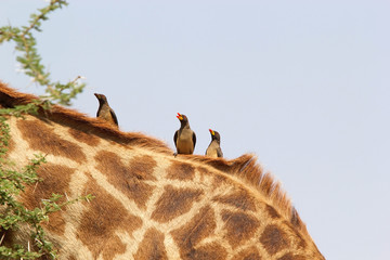 Yellow billed oxpecker (Buphagus africanus)