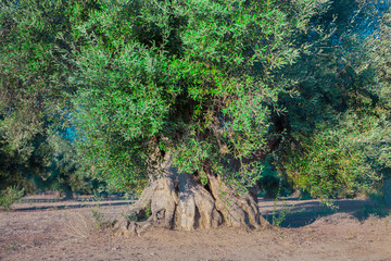 Alberi di ulivo in salento, puglia. Folta chioma verde