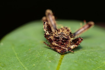 Image of diard jumping spider(Hyllus diardi) on green leaves. Insect Animal