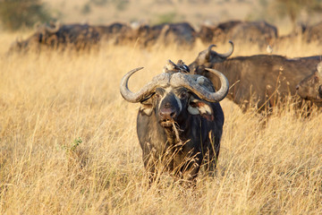 African buffalo (Syncerus caffer)