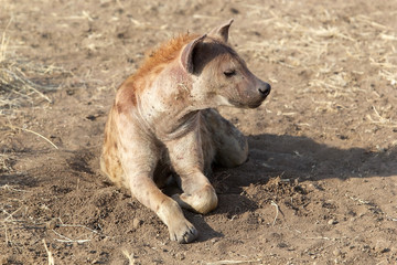 Fototapeta premium Spotted Hyena (Crocuta crocuta)