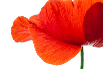 wonderful isolated red poppy flower, white background. studio shot, closeup