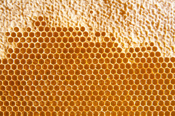 honey comb background or texture