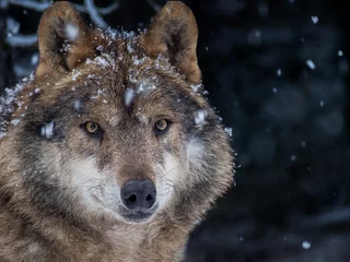 Crédence de cuisine en verre imprimé Loup Loup ibérique dans la neige dans la forêt en hiver