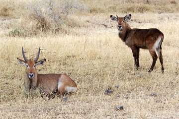 Waterbuck (Kobus ellipsiprymnus)