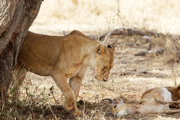 African lioness (Panthera leo)