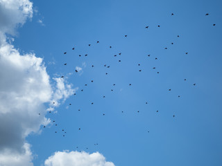 flying birds in the blue sky