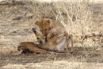 African lion (Panthera leo)