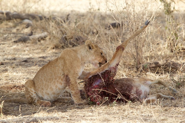 African lion (Panthera leo)