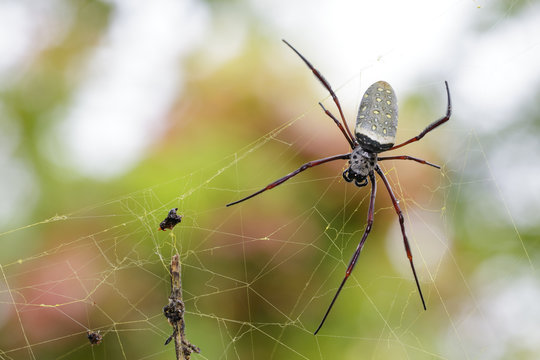 Image of batik golden web spider / Nephila antipodiana  in the net. Insect Animal.