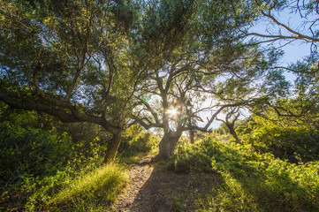 Obraz premium Wild green forest at sunset