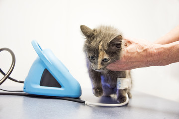 Kitten walking away from Blood Pressure
