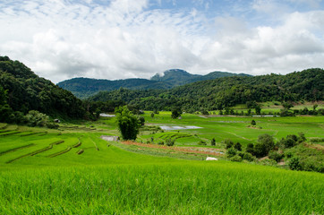 Rice Field Farm on The Background.