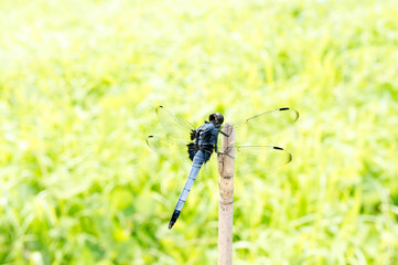 シオカラトンボ