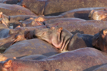 Hippo (Hippopotamus amphibius)