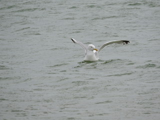 Möwe im Meer