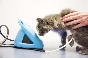 Kitten looking closely at Blood Pressure.