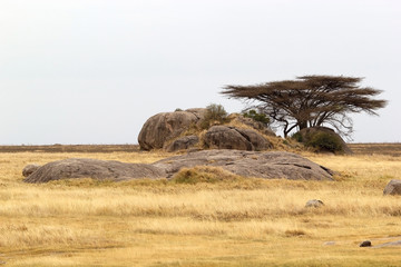 African savanna