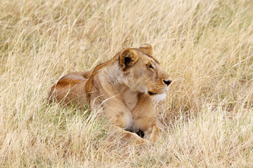 Obraz premium African lioness (Panthera leo)