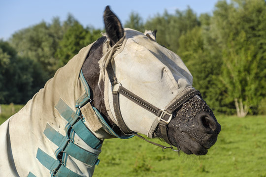 Horse with a blanket and a mask against the flies