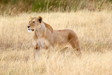 Plakat African lioness (Panthera leo)