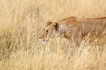 African lioness (Panthera leo)