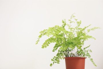 観葉植物（アジアンタム）/ Adiantum radiatum