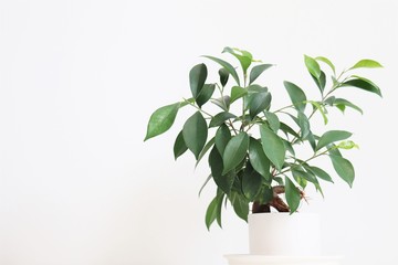 観葉植物（ガジュマル）／Chinese banyan