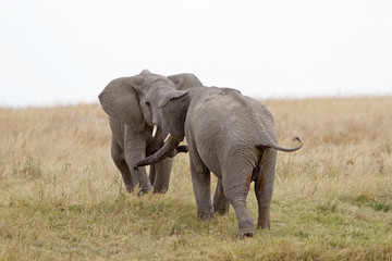 Naklejka na ściany i meble African elephant (Loxodonta africana)