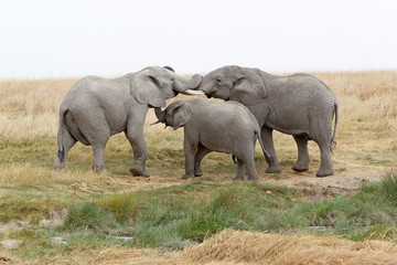 Fototapeta premium Słoń afrykański (Loxodonta africana)