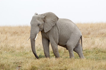 Naklejka na ściany i meble African elephant (Loxodonta africana)