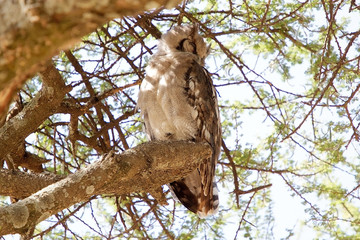 Giant eagle owl (Bubo lacteus)