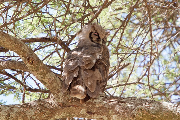 Giant eagle owl (Bubo lacteus)