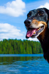 Black dachshund in a boat on a lake