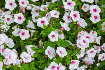 Flowerbed with beautiful white petunia with bright pink center flowers in a garden