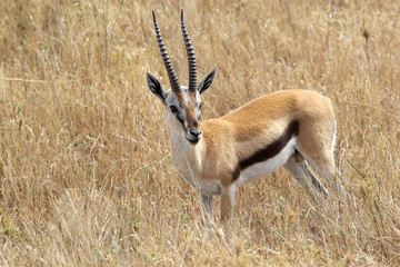 Thomson's gazelle (Gazella thomsonii)