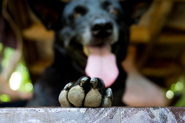 Cute black dog, focus Dog's feet, best friend.