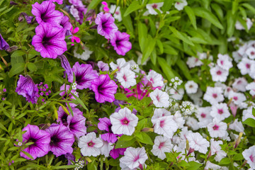 Flowerbed with beautiful  purple and white petunia flowers in a garden