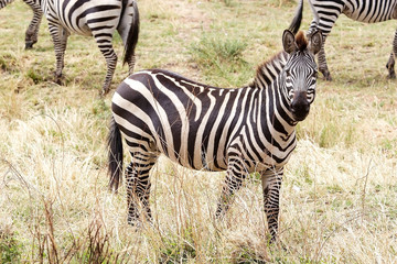 Naklejka na ściany i meble Zebra (Equus burchellii)