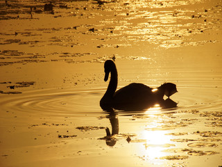 Silhouette of swan dornig sunrise