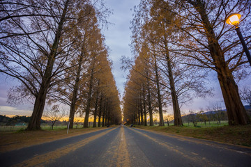 Fototapeta premium Metasequoia road