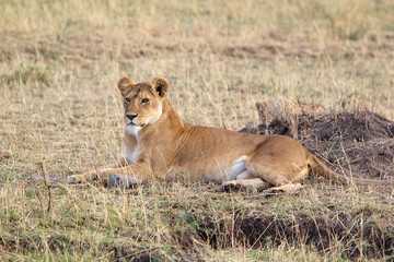 African lioness (Panthera leo)