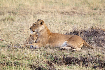 Fototapeta na wymiar African lioness (Panthera leo)