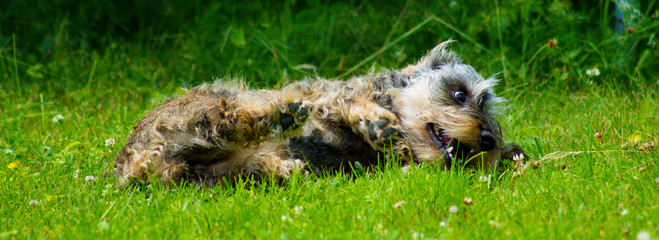 A grey dachshund playing in the garden