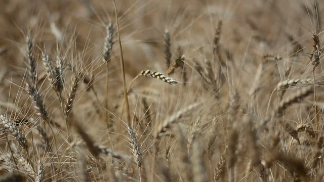 Wheat Field Caressed by Wind Crane Shot NAture Background Health Concept HD