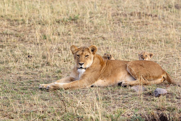 African lioness (Panthera leo) and cubs