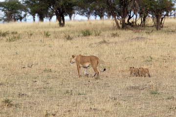 African lioness (Panthera leo) and cubs