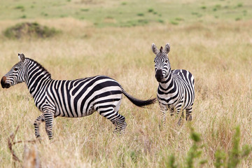 Zebra (Equus burchellii)