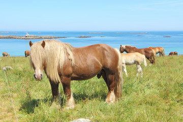 Troupeau de chevaux Traits Bretons au pré près de la côte
