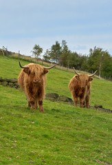 Highland Cattle
